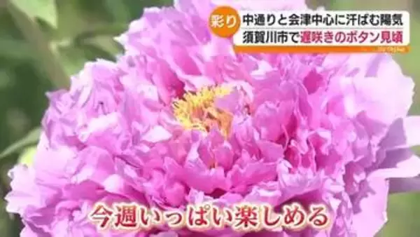 初夏の陽気 牡丹園は遅咲き見頃 楢葉でユズ植樹 町おこしへ 福島