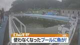 「廃校プールが“釣り堀”に　500匹超のニシキゴイ放流、家族連れでにぎわう　福島・白河市」の画像1