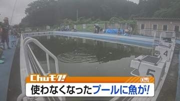 廃校プールが“釣り堀”に　500匹超のニシキゴイ放流、家族連れでにぎわう　福島・白河市