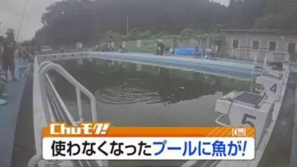 廃校プールが“釣り堀”に　500匹超のニシキゴイ放流、家族連れでにぎわう　福島・白河市