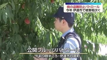 「しない・させない・見逃さない」桃の盗難相次ぐ伊達市　警察と住民が見守り強化