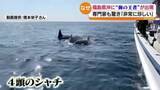 「福島県沖で“海の王者“シャチ現る…専門家もビックリ！「シャチだと分かった瞬間、皆さん目の色変えましたね」　福島」の画像1
