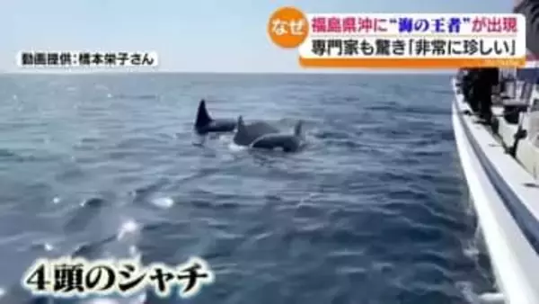 福島県沖で“海の王者“シャチ現る…専門家もビックリ！「シャチだと分かった瞬間、皆さん目の色変えましたね」　福島