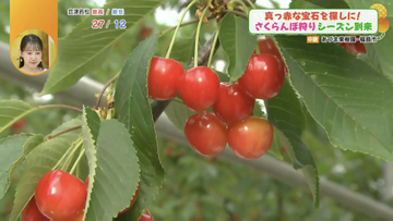 ツヤツヤ輝く真っ赤な宝石！さくらんぼ狩りのシーズン到来！果樹園自慢の絶品スイーツも！