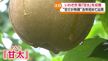 いわき市でナシ「甘太」の収穫　特徴は名前の通りの甘さ　福島
