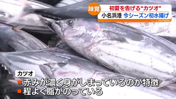 小名浜港に初ガツオ水揚げ　初夏告げる旬の味　福島