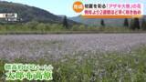 「金山町太郎布高原 アザキ大根の花が見頃 初夏の高原を淡く彩る 福島」の画像1