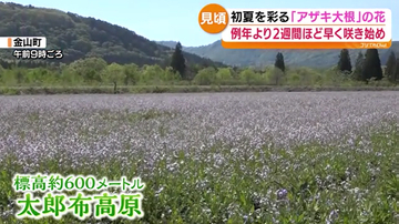 金山町太郎布高原 アザキ大根の花が見頃 初夏の高原を淡く彩る 福島