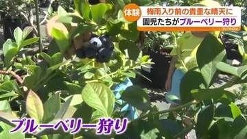 梅雨前の貴重な晴れ間に！園児たちが楽しむ“ブルーベリー狩り”　福島