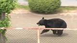 「周辺小中学校でオンライン授業続く…4人襲い工場内に居座ったクマは緊急銃猟体制をかいくぐり外へ逃げ行方不明に　福島」の画像1