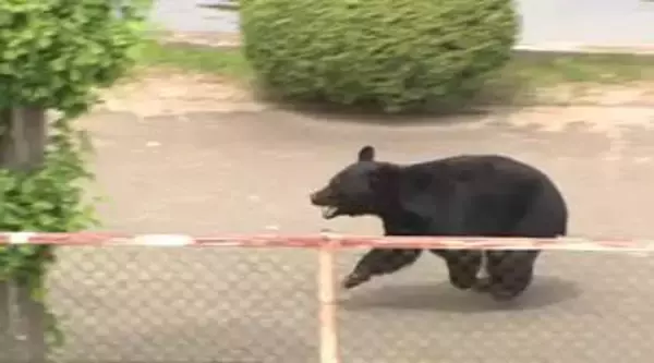 周辺小中学校でオンライン授業続く…4人襲い工場内に居座ったクマは緊急銃猟体制をかいくぐり外へ逃げ行方不明に　福島