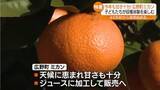 「「持って帰ってばぁばたちにあげる」甘さも十分…広野町で園児たちがミカンを収穫」の画像1
