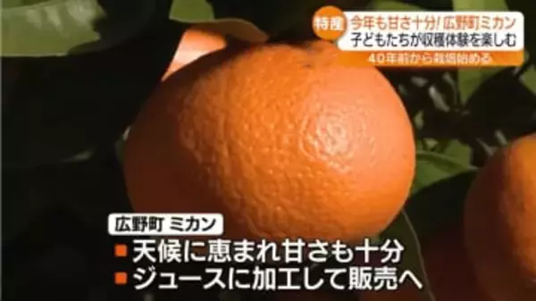 「持って帰ってばぁばたちにあげる」甘さも十分…広野町で園児たちがミカンを収穫
