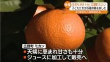 「持って帰ってばぁばたちにあげる」甘さも十分…広野町で園児たちがミカンを収穫