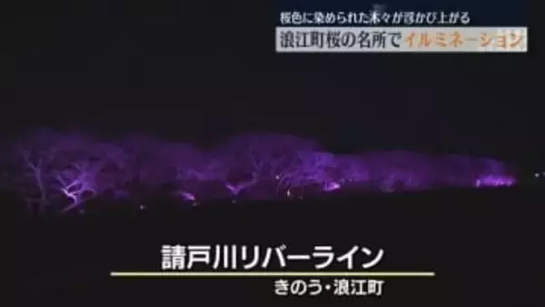 浮かび上がる桜色の木々…浪江町の桜の名所「請戸川リバーライン」でイルミ―ネーション