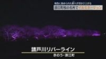 浮かび上がる桜色の木々…浪江町の桜の名所「請戸川リバーライン」でイルミ―ネーション