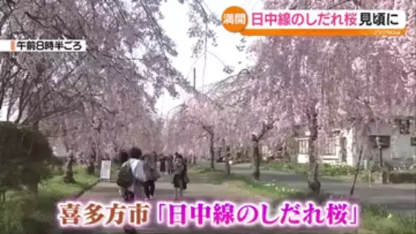 「日中線のしだれ桜」が一気に満開　福島