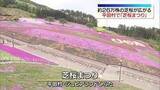 「約26万株の芝桜を楽しむ「芝桜まつり」　福島」の画像1