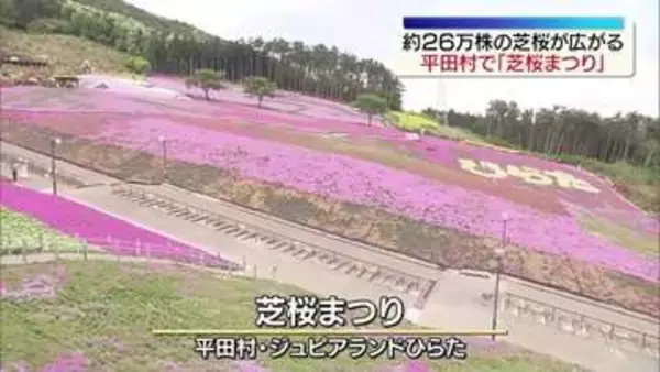 約26万株の芝桜を楽しむ「芝桜まつり」　福島