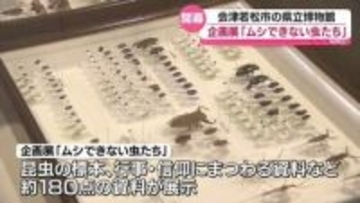 ダジャレではありません。「ムシできない虫たち」会津若松市の県立博物館で開催