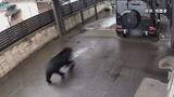 「防犯カメラがとらえた“黒い物体”　会津若松市の住宅地を駆け抜けるクマ撮影される」の画像1