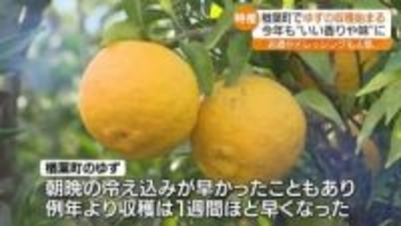 「いい香り」楢葉町で特産のゆずの収穫始まる・福島