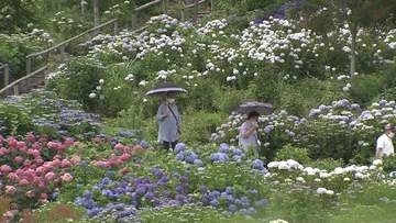 梅雨の中休み？日差しが届いたところも　南郷トマトの収穫に…平田村ではアジサイ見頃　福島