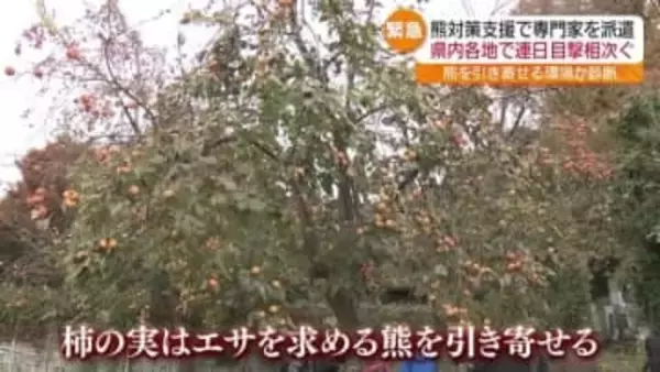 「バシって折ってた。恐ろしいですよ」伐採候補の柿の木を選定　緊急のクマ対策実施　福島