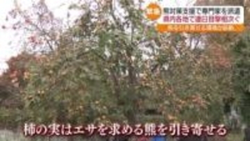 「バシって折ってた。恐ろしいですよ」伐採候補の柿の木を選定　緊急のクマ対策実施　福島