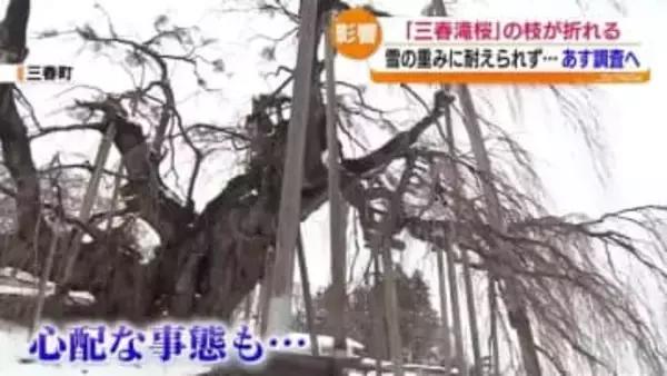 高校入試もあるのに…大雪の影響で交通機関は麻痺「三春滝桜」も被害に