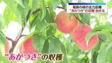 「福島の桃の主力品種「あかつき」の収穫がはじまる　福島」の画像1