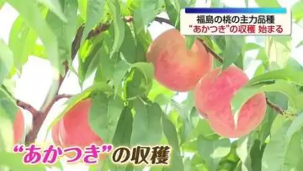 福島の桃の主力品種「あかつき」の収穫がはじまる　福島