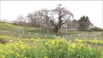 華やかに染まる福島県　桜前線が到着！福島市で開花宣言　三春滝桜は開花前から観光客が訪れる