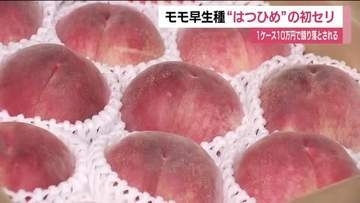 早生種のモモ「はつひめ」が初セリ　1ケース10万円で競り落とされる　生育は1週間ほど早く　福島
