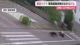 「4人を襲い工場に居座った福島市のクマ　深夜に門を飛び越え逃走　麻酔薬が注入されなかったか　警戒続く」の画像1