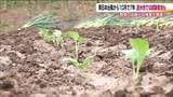 「大雨被害を軽減する“遊水地”　阿武隈川上流の予定地で農作物の試験栽培…東日本台風の教訓」の画像1