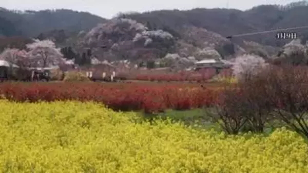 《ふくしま桜紀行2026》福島市・花見山　様々な種類の桜と春の花木が織りなす絶景