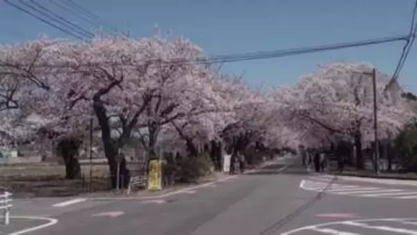 《ふくしま桜紀行2026》富岡町・夜の森桜並木　訪れた人を優しく包み込む桜のトンネル