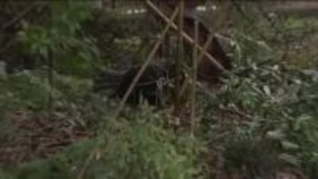 「やっぱり怖い」福島・会津美里町で住宅の敷地内にクマ出没　体長50センチの熊　前日も同じ場所で目撃