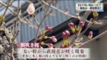 【福島県・3月26日の天気】一番桜が開花！？　あすの雨は…サクラ開花を促すフラワーレインに