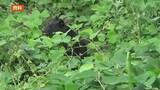 「クマに襲われる　70代男性が顔面にけが＜福島県天栄村＞」の画像1