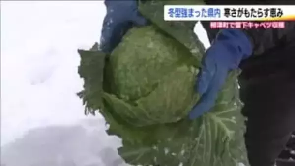 雪の下で甘みを蓄えた「雪下キャベツ」　ことしは糖度が抜群　出荷量は夏の猛暑で半分に　福島・柳津町