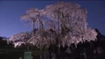 満開の三春滝桜　夜に照らされる圧巻の佇まい　今年はふくしまDCの一環で竹灯篭も華やかさを添える