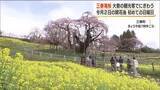 「日本三大桜1本の「三春滝桜」が3分咲きに　週末に大勢の観光客が訪れる　福島・三春町」の画像1