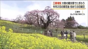 日本三大桜1本の「三春滝桜」が3分咲きに　週末に大勢の観光客が訪れる　福島・三春町