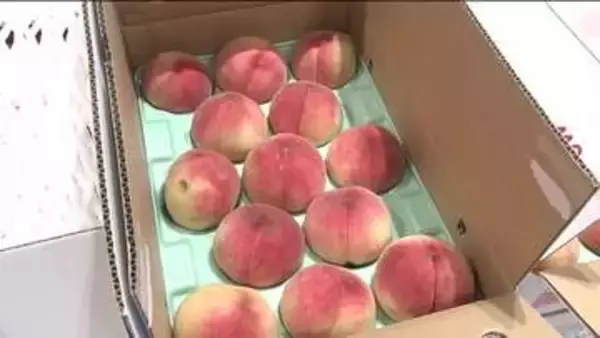 変わらぬおいしさをアピール！ひょう被害受けたモモのトップセールス　販売価格は通常の3分の１ほど