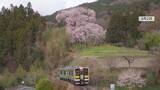 「《ふくしま桜紀行2026》矢祭町・戸津辺の桜　みちのくに春を告げる一本桜」の画像1
