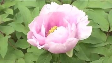 宇宙を旅した牡丹が開花…5年の歳月を経て　須賀川牡丹園の新たな名物に　内堀知事も鑑賞　福島