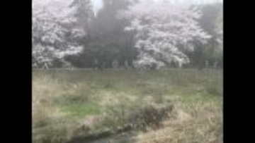 すぐ近くには学校も…　郡山市街地でクマ出没　今後緊急猟銃の可能性も