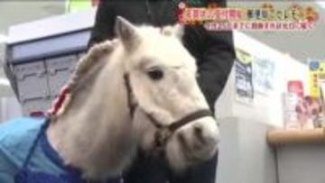 来年の主役も登場！年賀状の受け付け開始　どうかウマく届きますように…25日まで投函すれば元日に